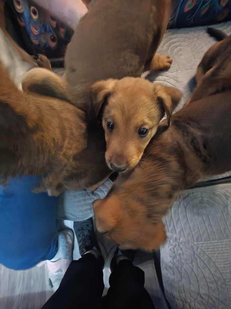 Belgian malinois x Aierdale terrier