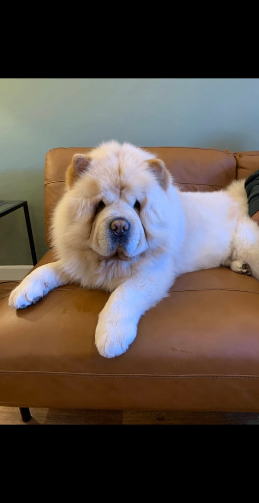 Chow chow Rehome 