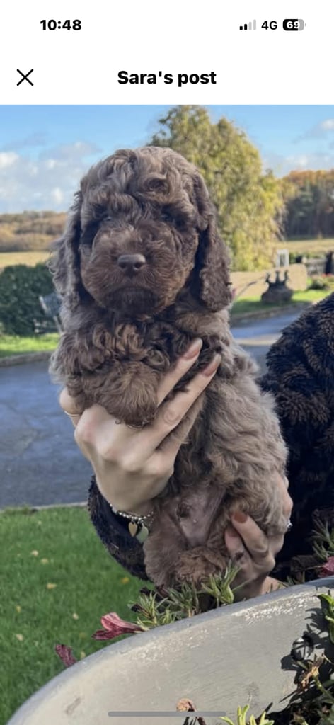 Stunning cockerpoo boy 