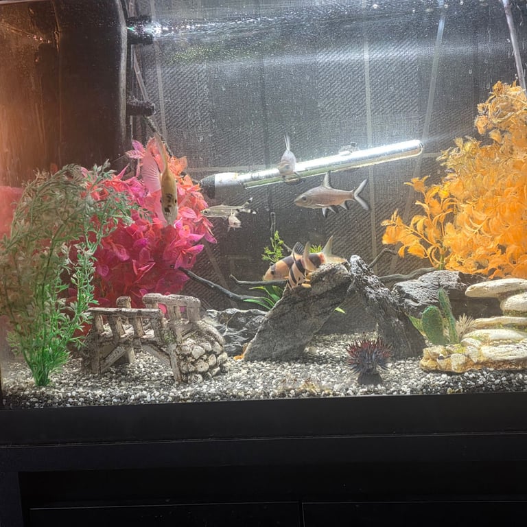 image for 90 litre fish tank 