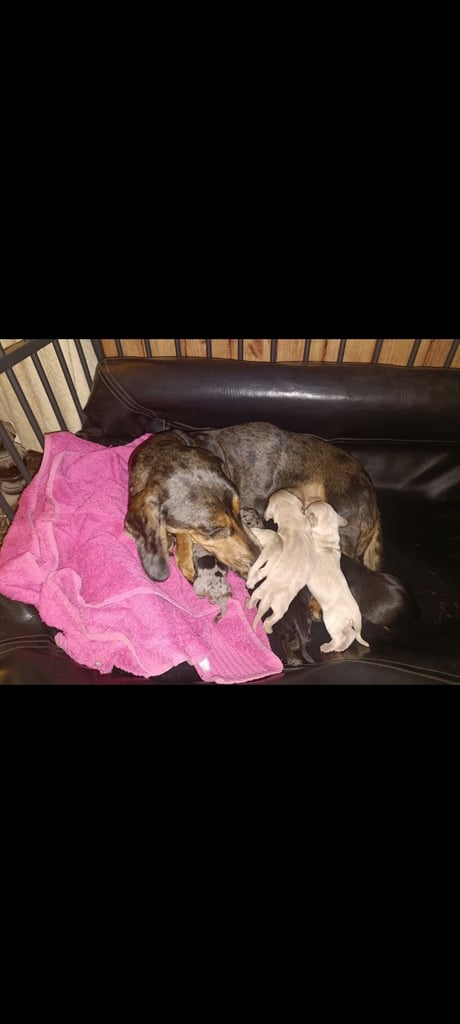 Miniature dachshund puppies 