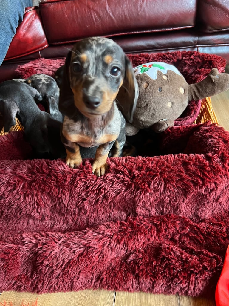 Dachshund puppies 🐶 