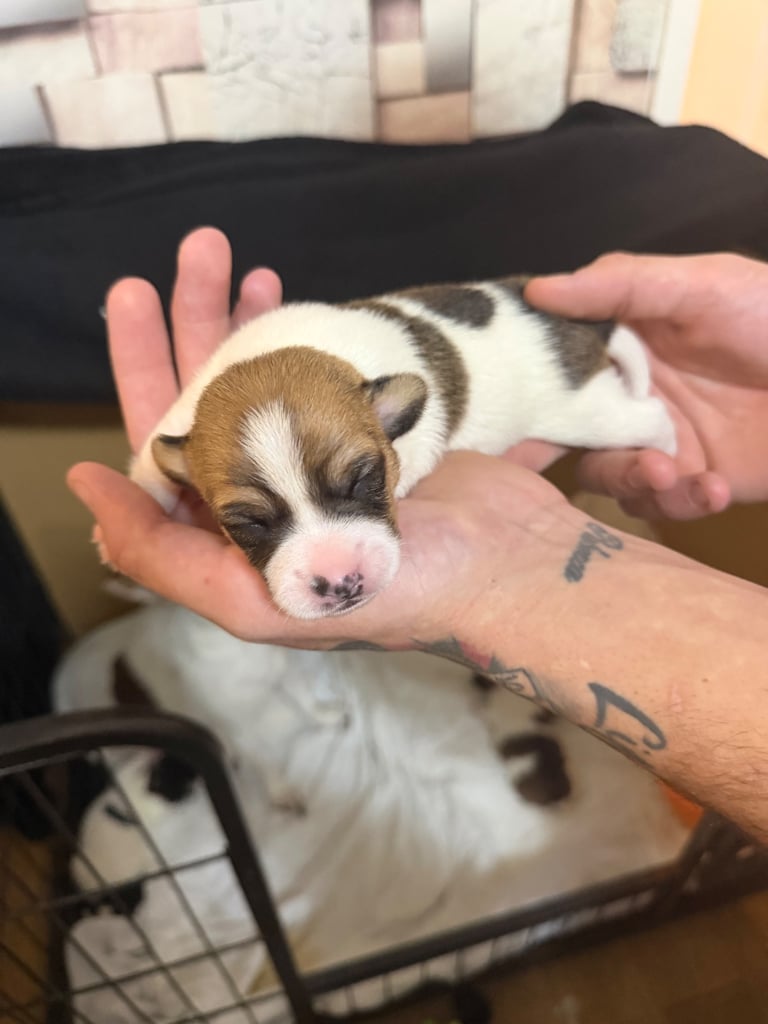Stunning Jack Russell terriers 
