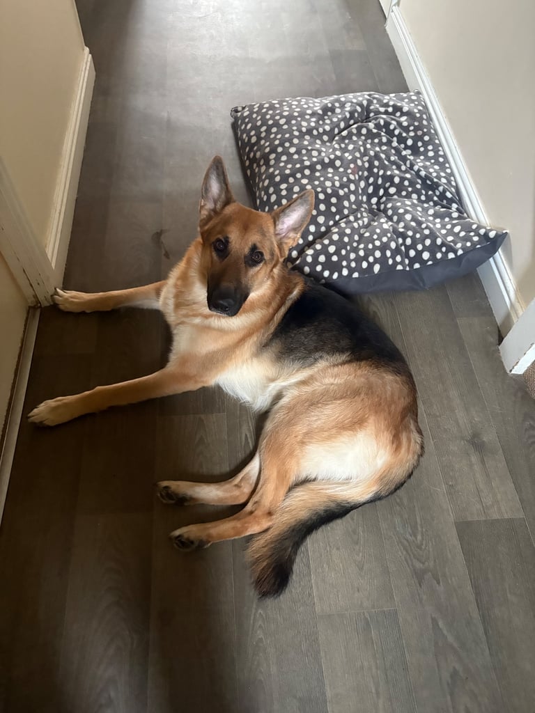 German shepherd male