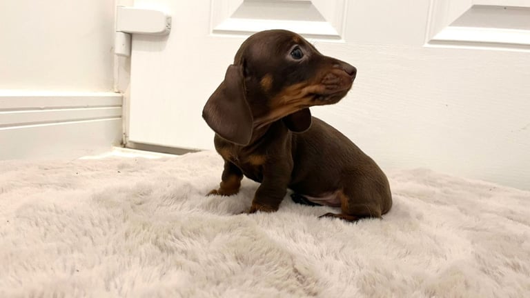 2 Miniature Dachshund Girl Puppies