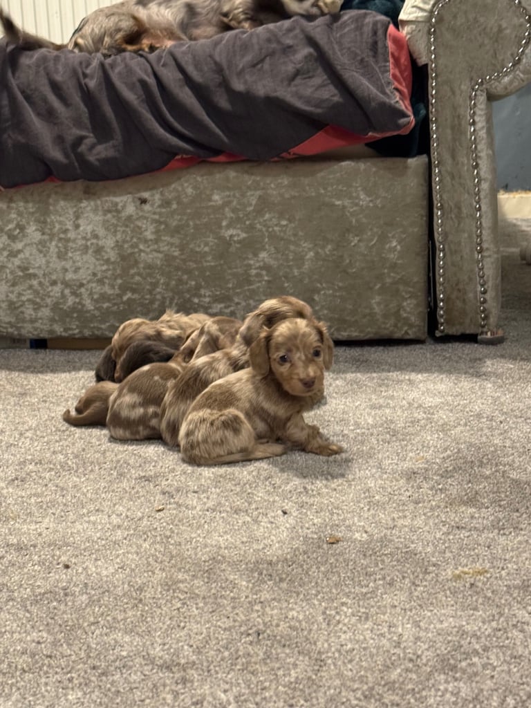 Miniature  dachshund 
