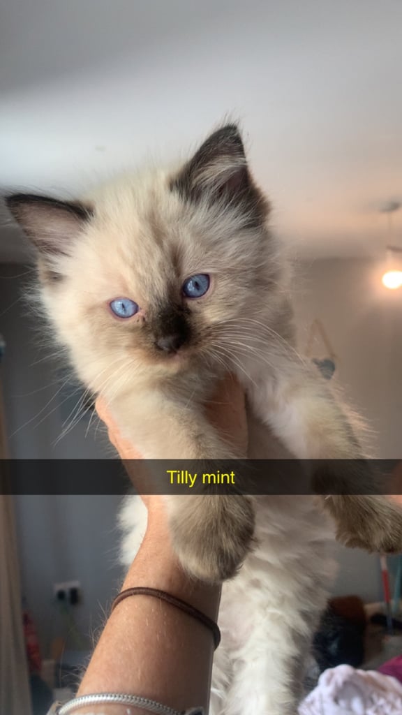 Beautiful ragdoll kittens ready next week 