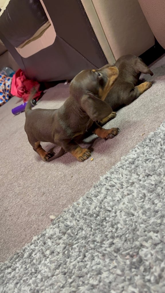 Miniature dachshund pups