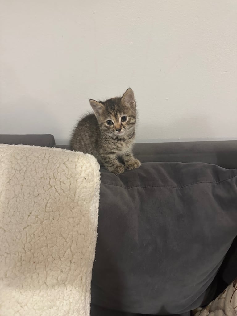 Kittens 