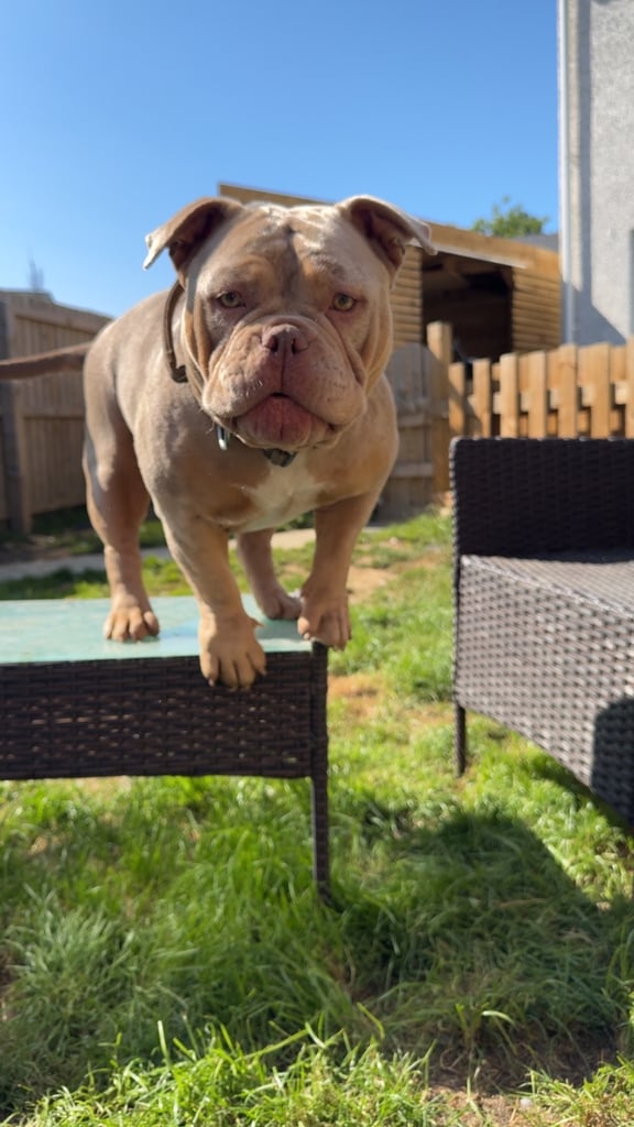 image for female pocket bully