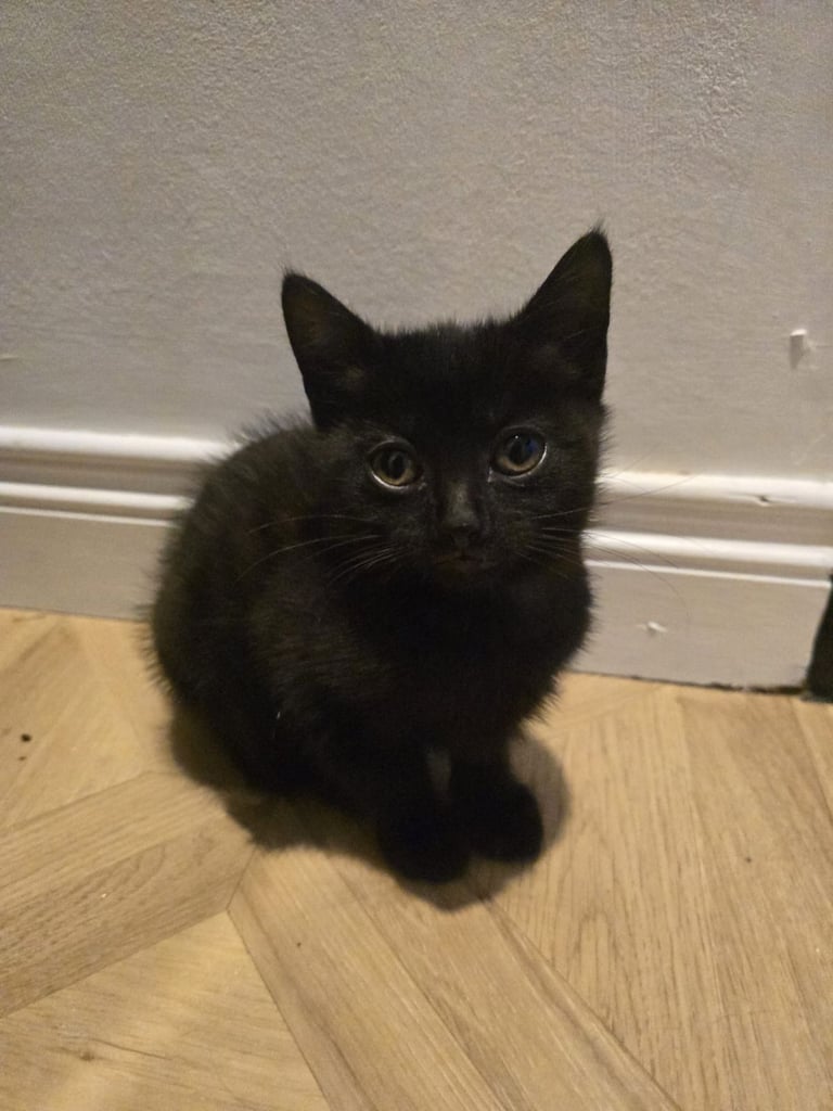 Adorable black kittens for sale