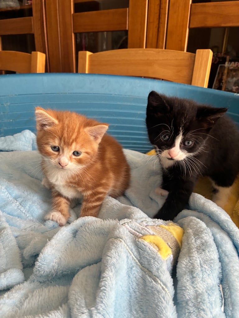image for Two beautiful kittens for sale