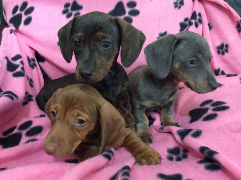 miniature dachshund 