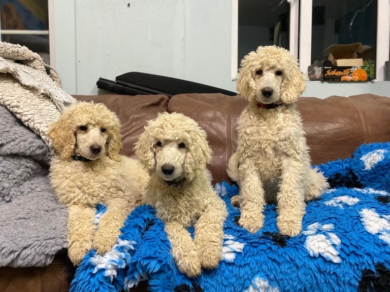 Standard Poodle pups