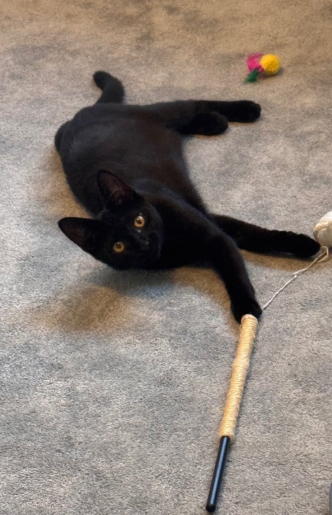 Super friendly 6 month old kitten
