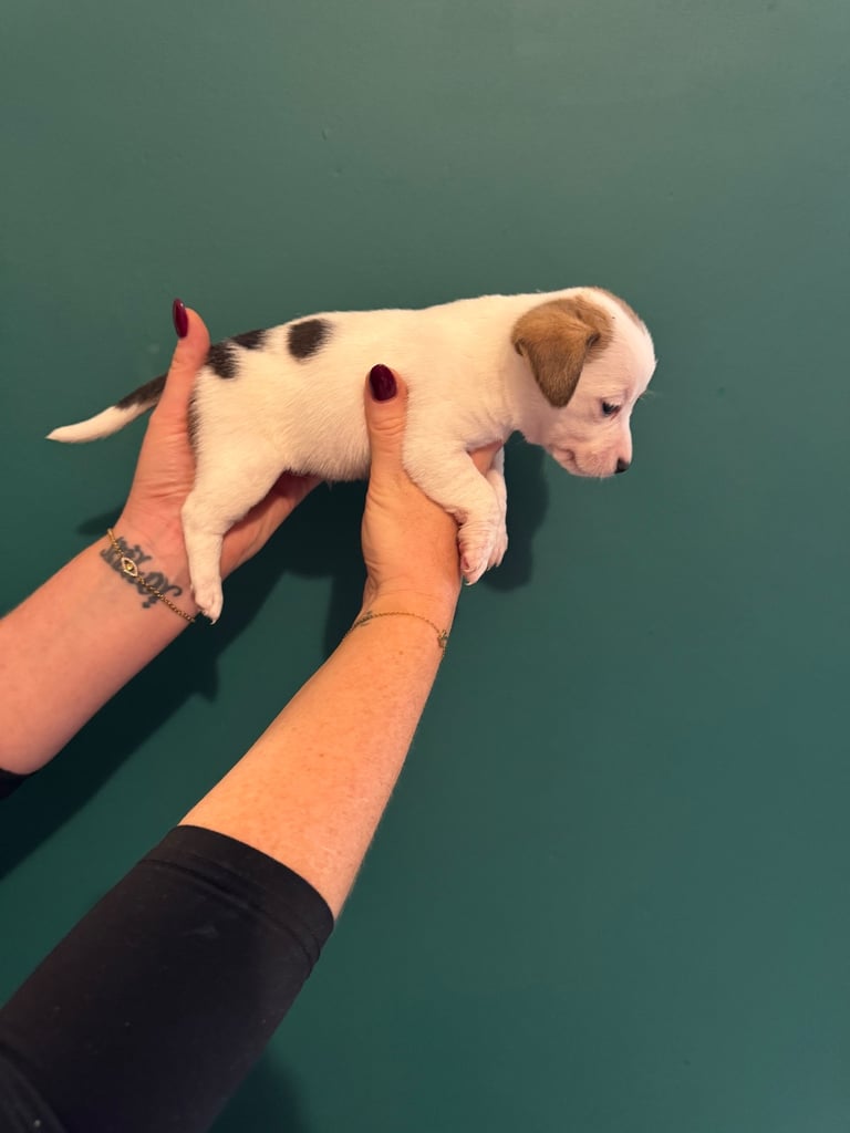 Dachshund x Jack Russel Puppies 
