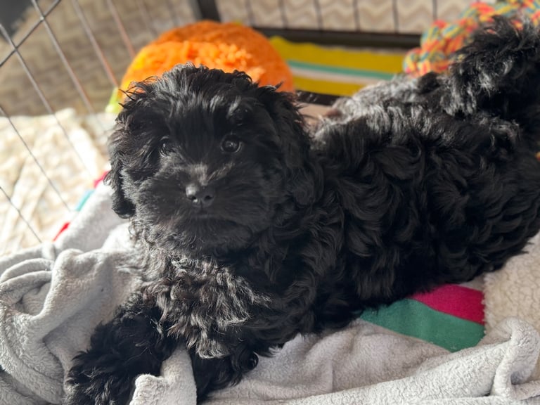 Last Shihpoo Black boy puppy looking for his home