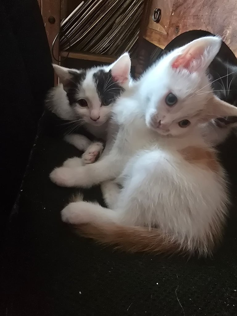 Last x3 Adorable Playfu Kittens! READY NOW!