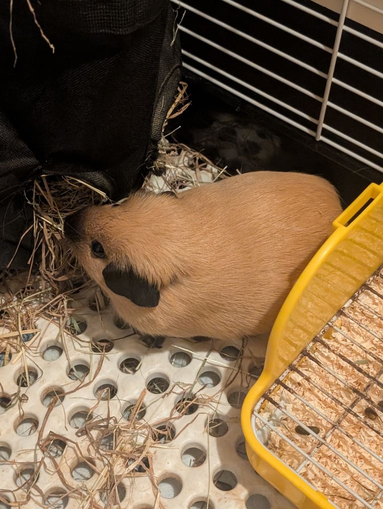 2 little guinea pigs 