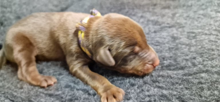 Top Line Doberman Puppies