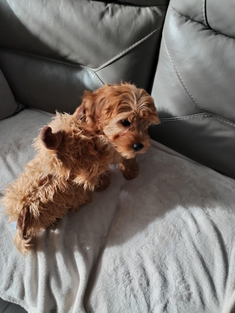 Cavapoos 
