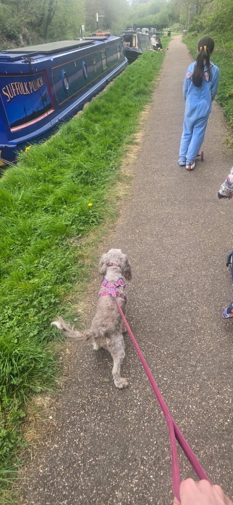 Cockapoo Grey Female