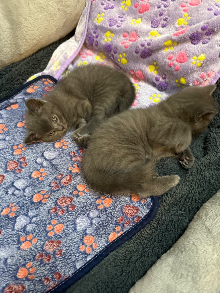 Ragdoll x British shorthair mix kitten 