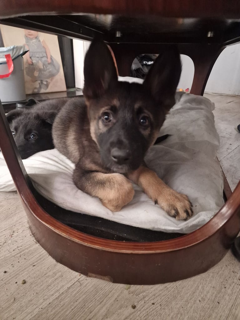 German shepherd pups