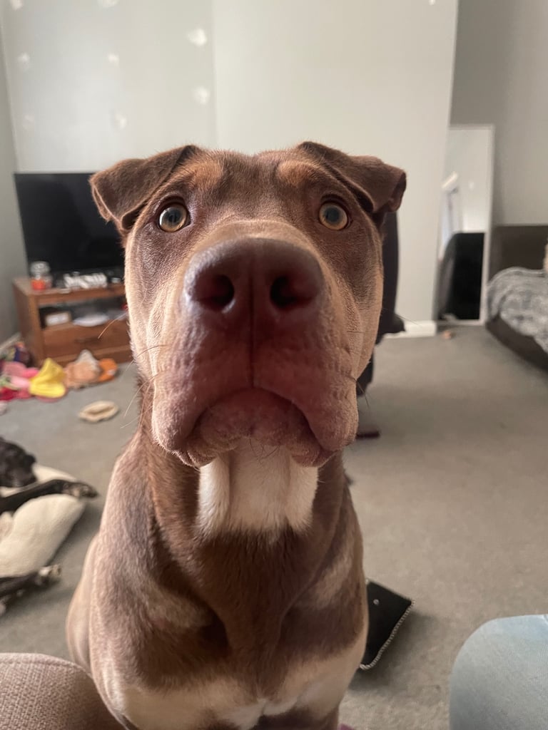 Sharpei x labrador