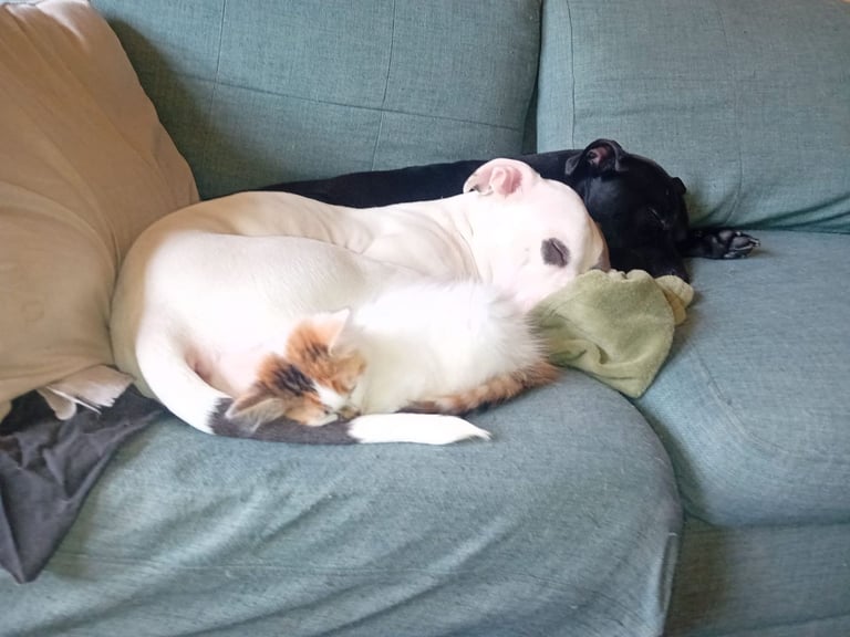 Female staffy name blue rehome