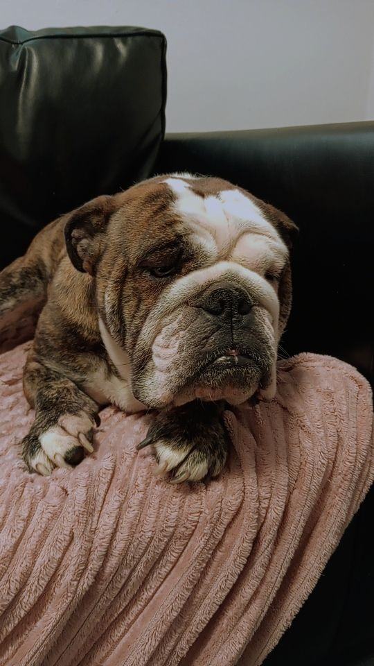 Kc English bulldog 