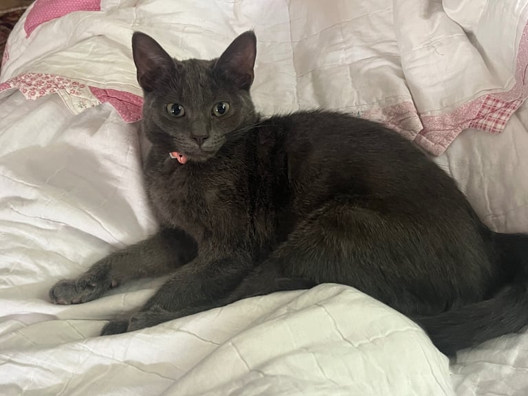 Beautiful Russian blue girl 