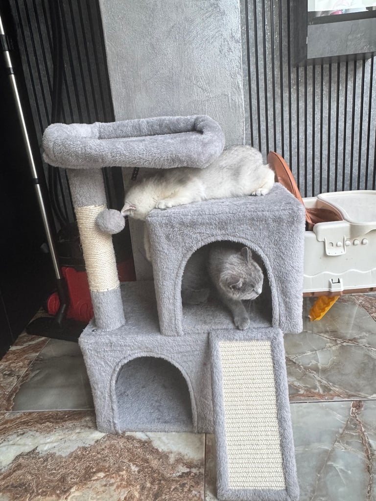 British shorthair kittens 