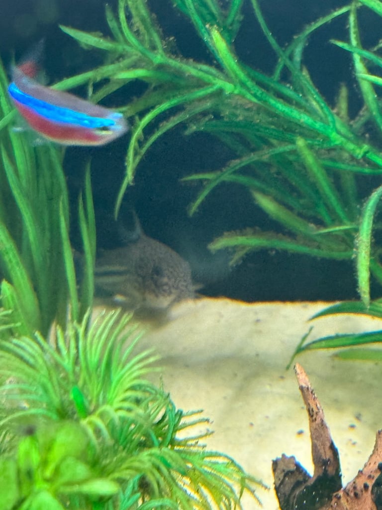 image for Rehome fish + tank and equipment if wanted