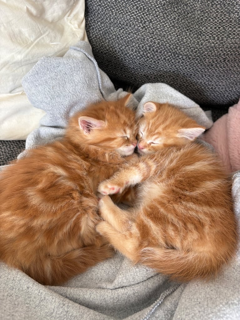 Cute long hair kitten looking for a new home 