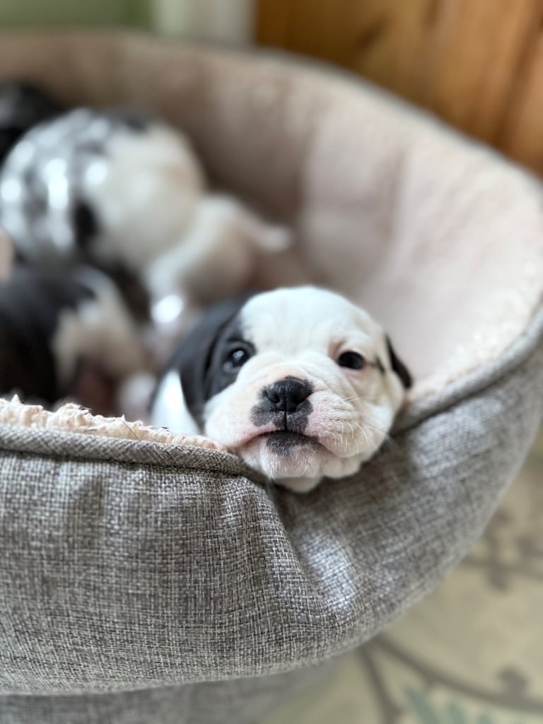 7 Adorable Olde English Bulldog/ French / Pug Bulldog puppies for sale ❤️