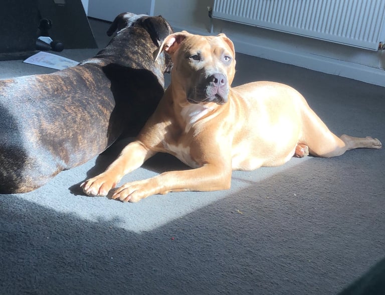 Staffordshire Bull Terrier x puppies for sale