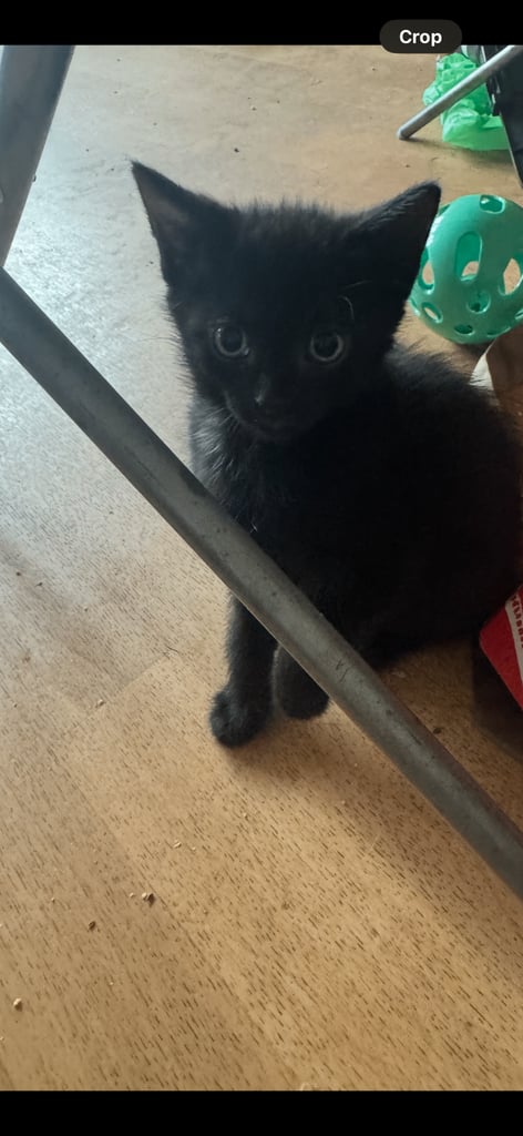 7 week old Kittens for sale 