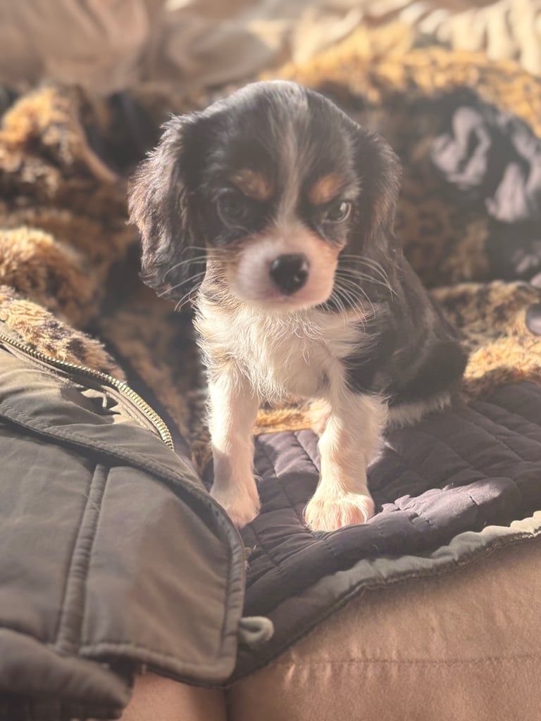 Cavalier King Charles 