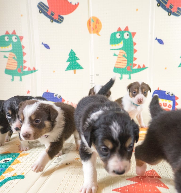 Border collie puppies 🐶 