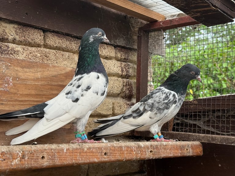 Pakistani pigeons for sale 
