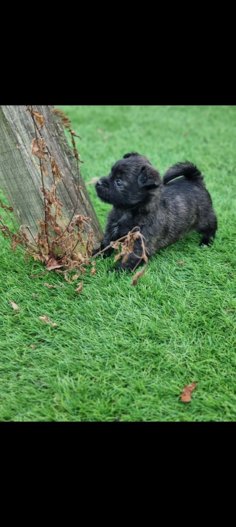 Beautiful pomeranian puppies 
