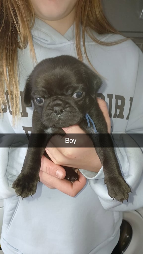 Pug puppies 