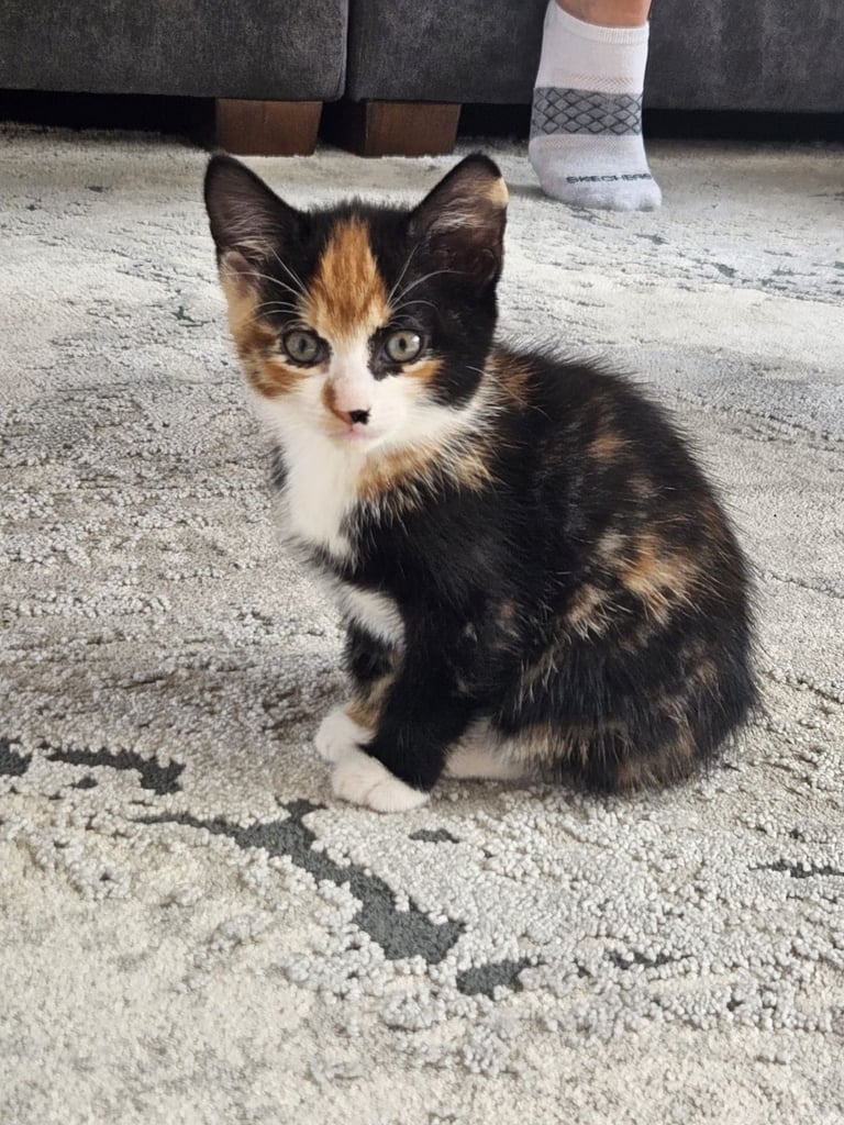 Adorable kittens looking for loving home