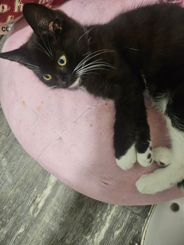 image for Black and white kitten 