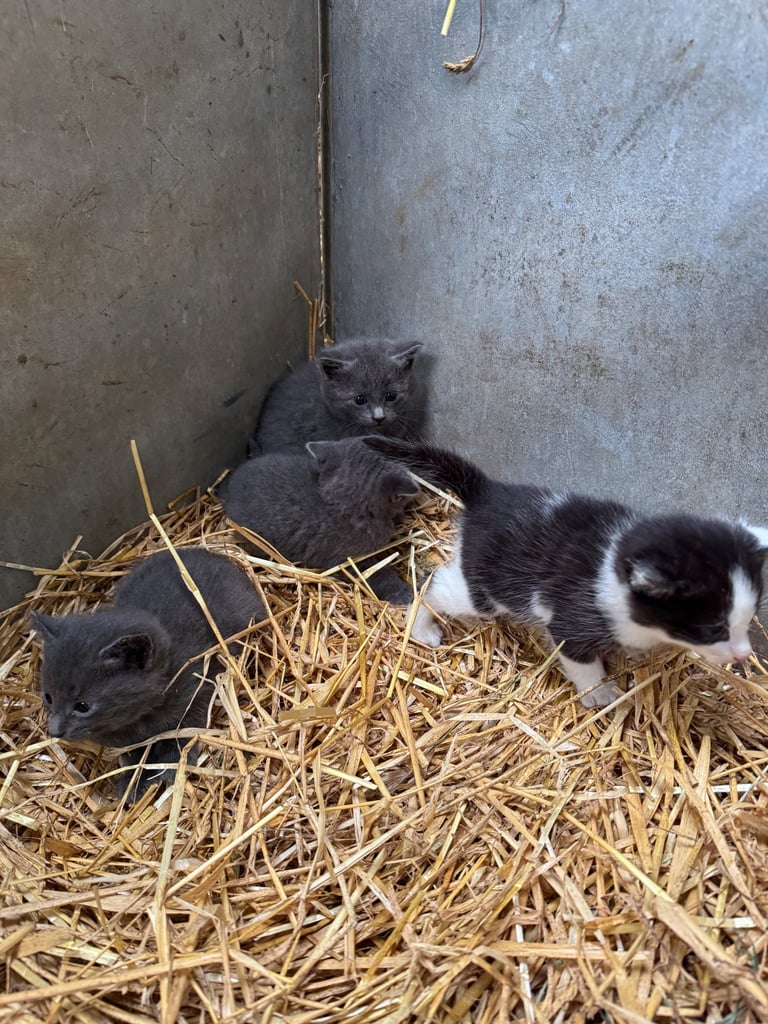 Kittens for sale - 2 boys, 2 girls  £120