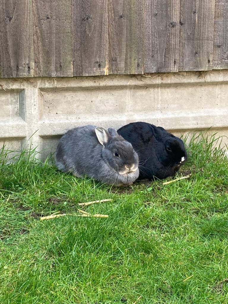 Rabbits - Norwegian Dwarf - With hutch