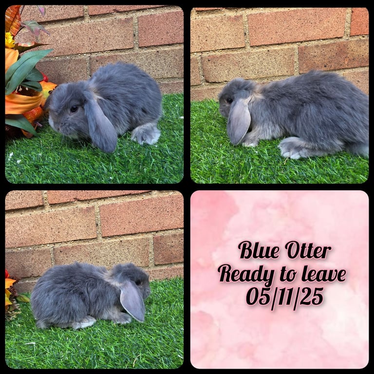 Fully Pedigree French Lops