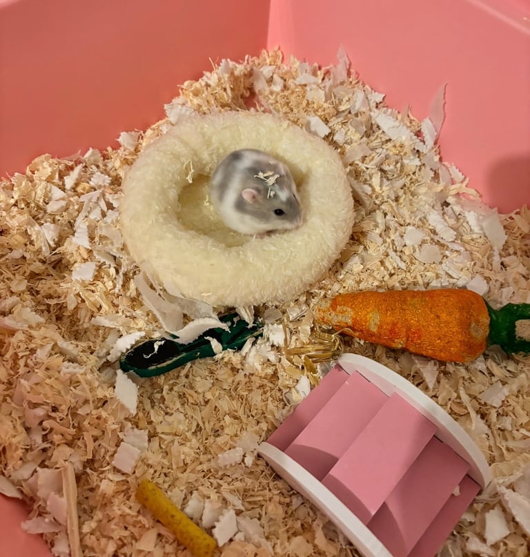 Dwarf Hamster 