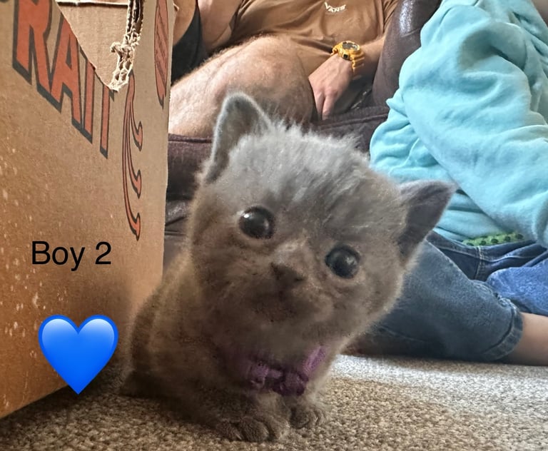 British blue kittens